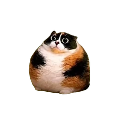 Kotost.png