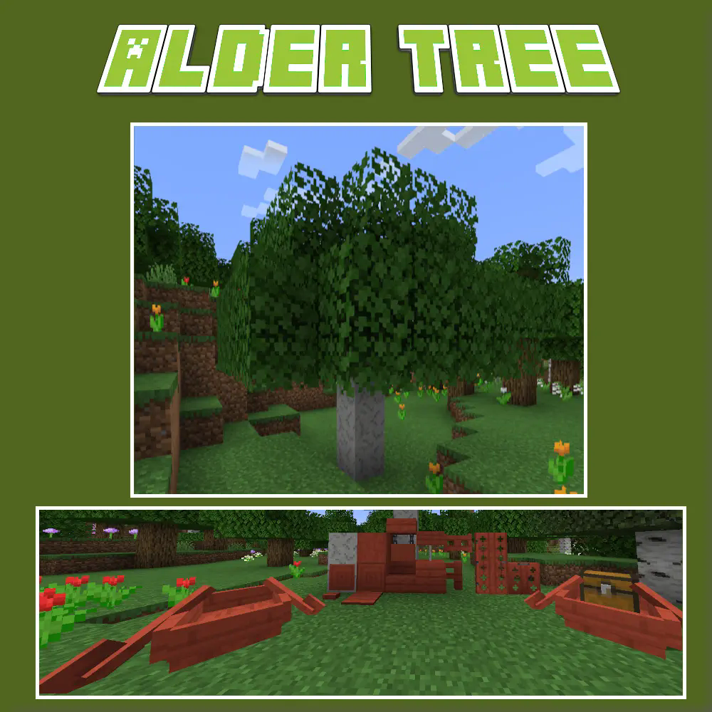 Alder