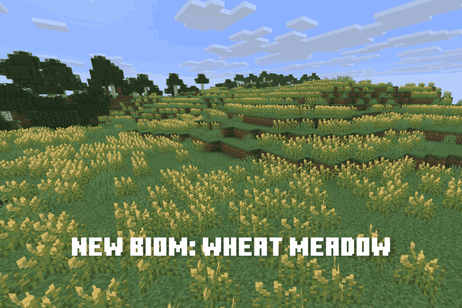 new biom wheat meadow