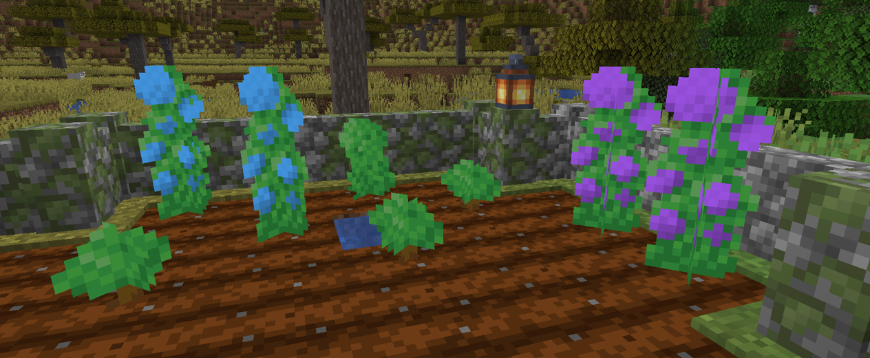 Hortensias growing in a small field. The ones planted in warmer Savanna soil have grown blue flowers, while the ones in the more temperate Forest soil grew purple ones.