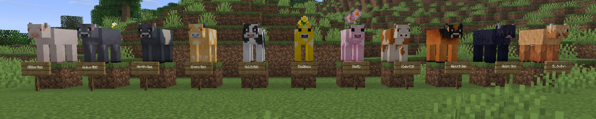 Cows
