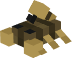 Baby Desert Scorpion