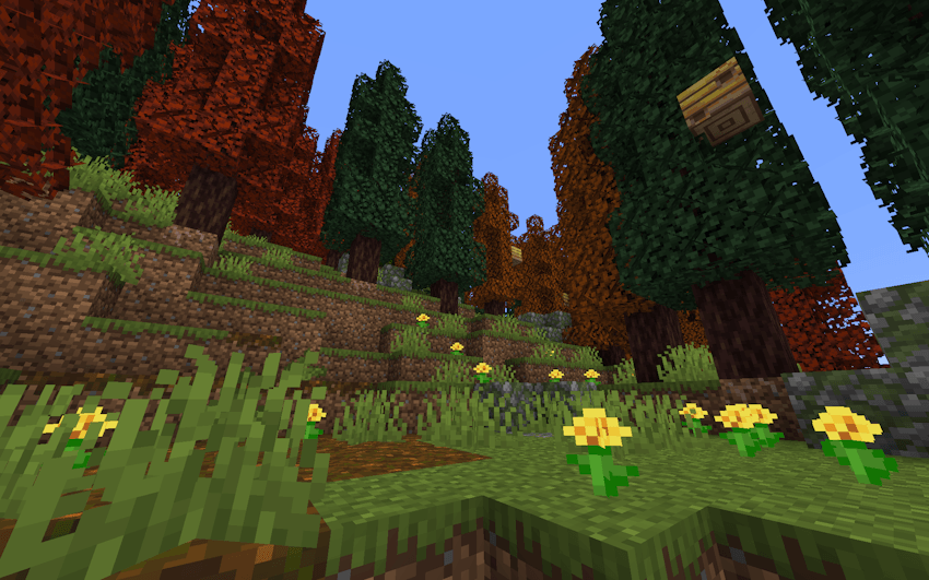 Image of the Fir forest