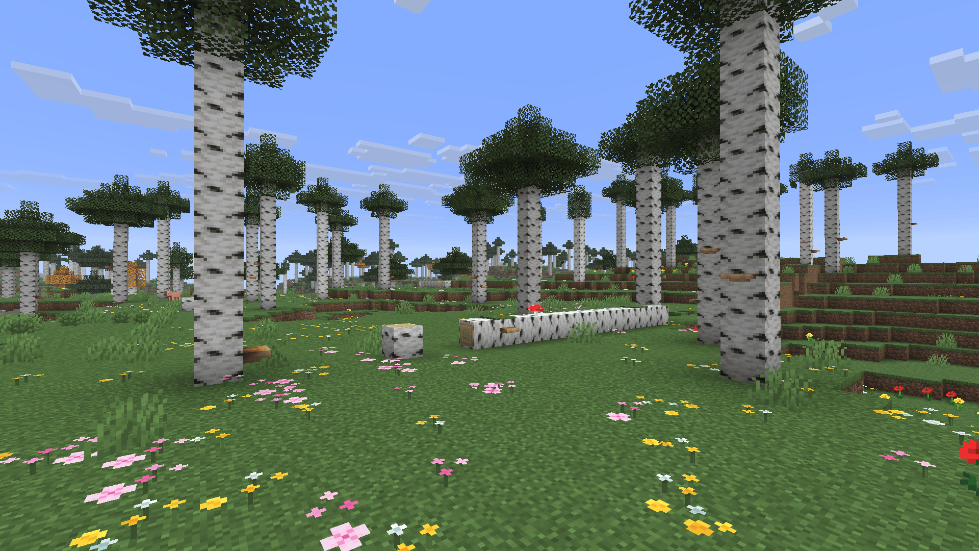 Birch forest with moss, yellow poplar leaves, and shelf mushrooms