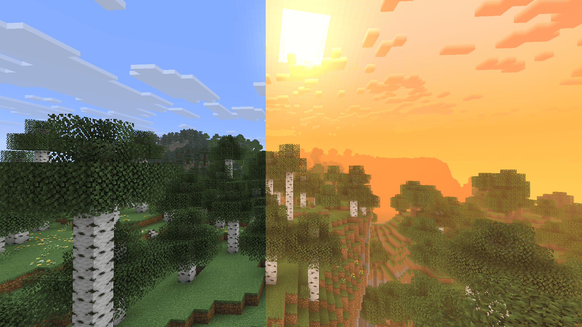 birch forest