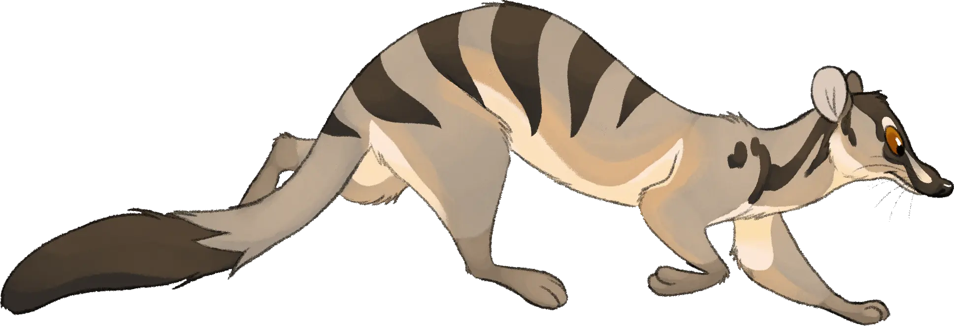 Civet