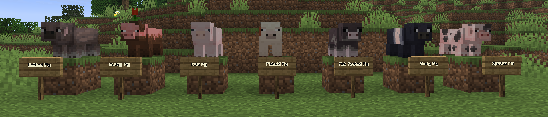 Pigs