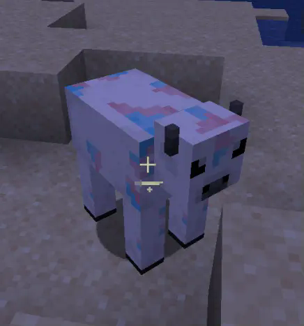Trans cow