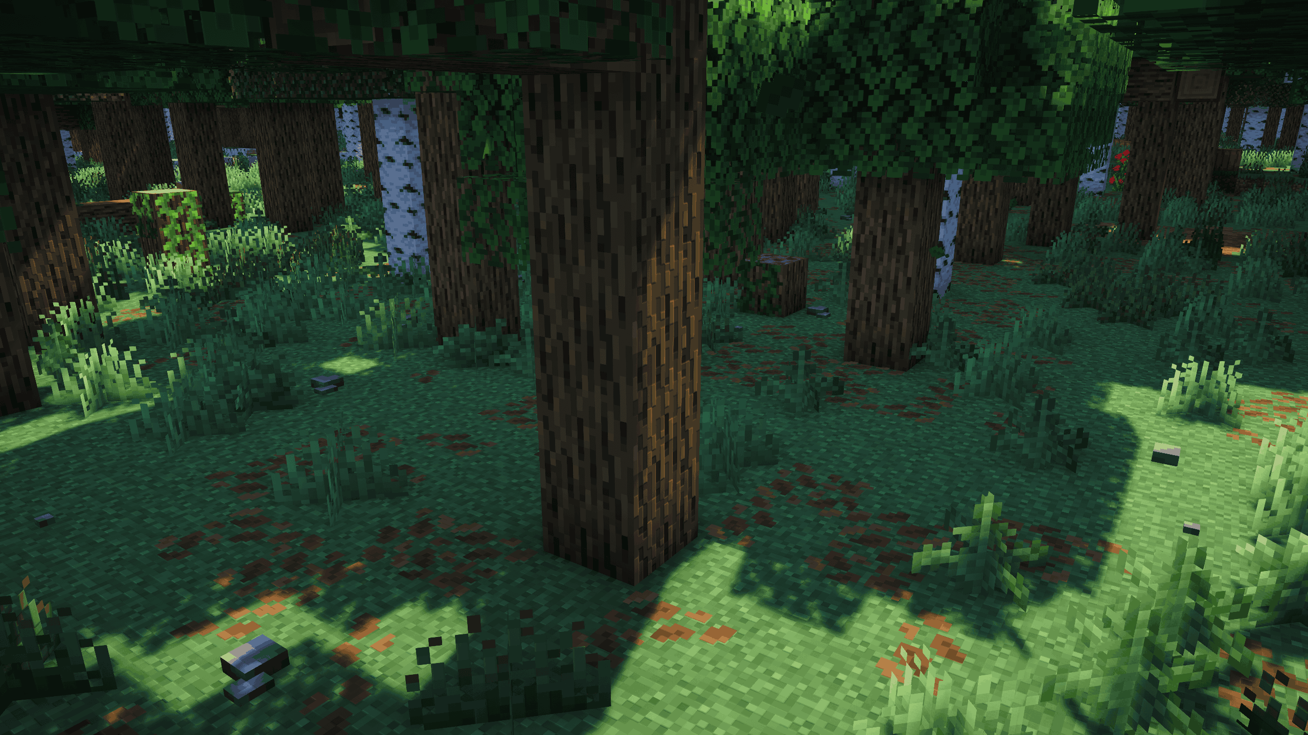 A forest with naturally generated pebbles on the ground.