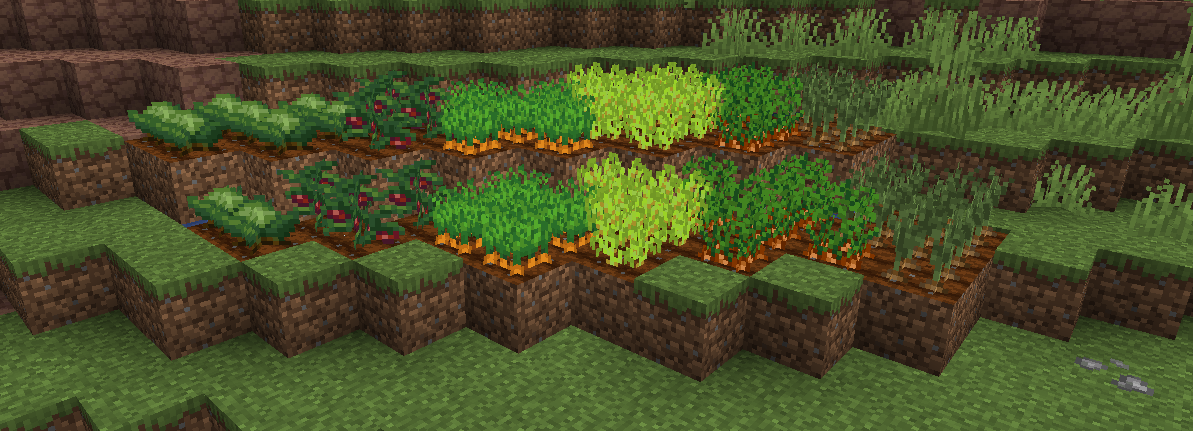 New crops adjacent to carrots