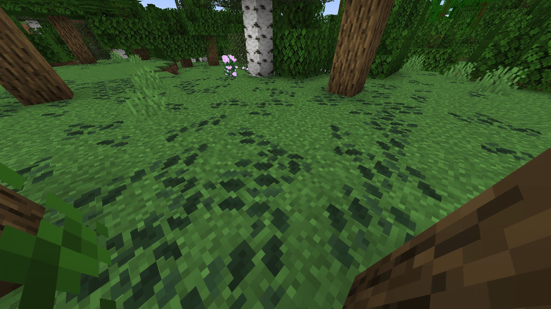Spruce colored Leaf Litter