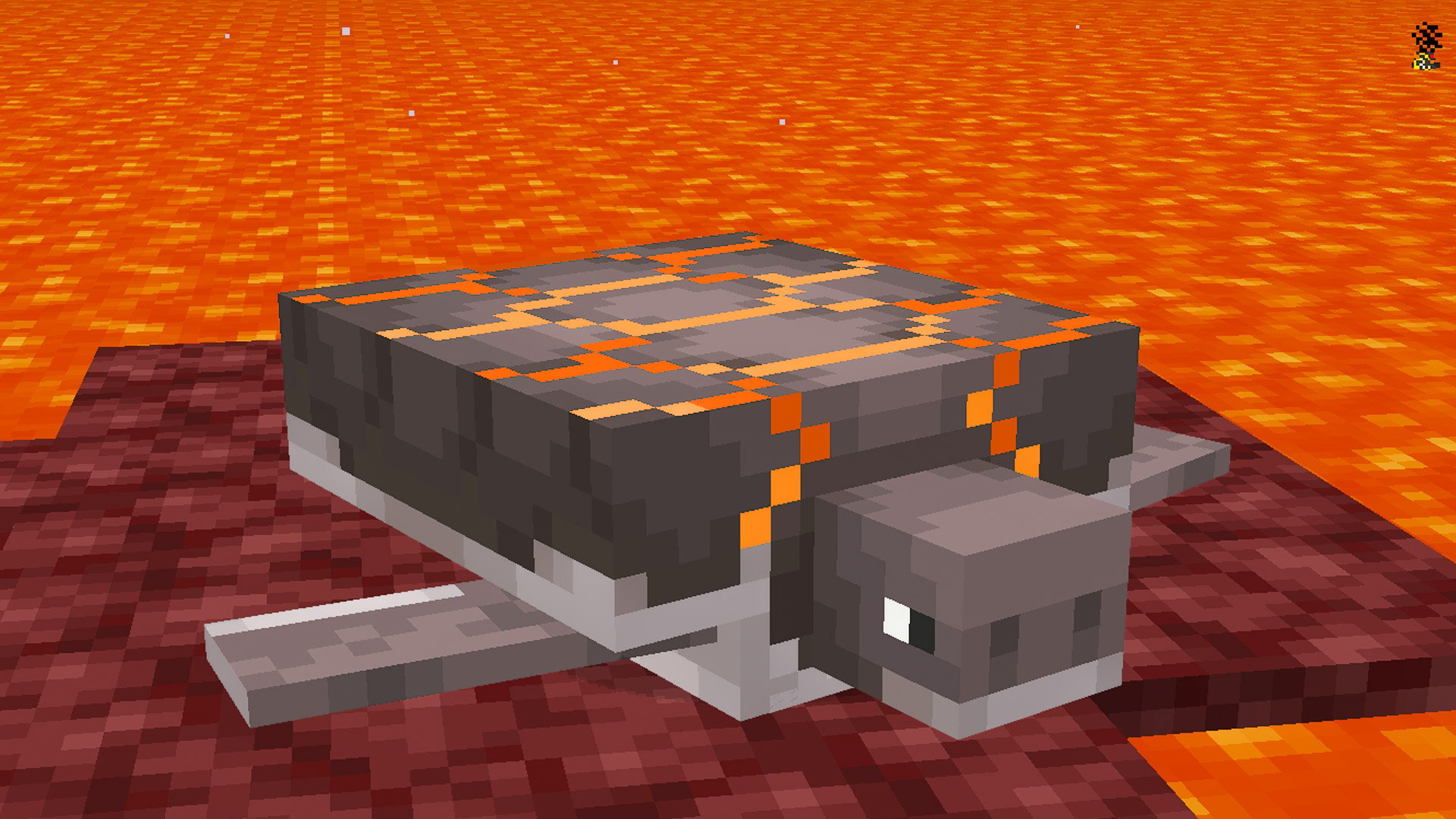 A lava turtle