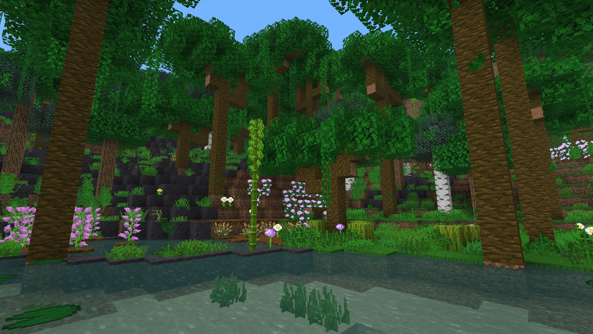 Rainforest