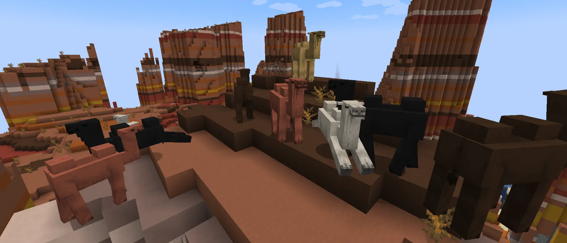 Bactrian Camels