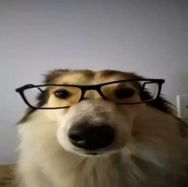 dooooooooog work