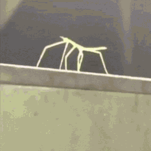 Stickbug gif. Make sure to report bugs!