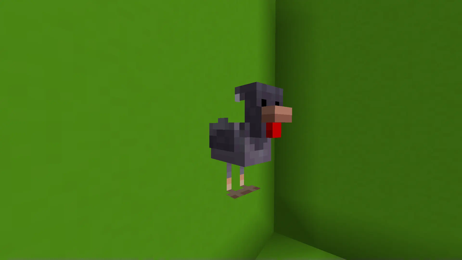 A cold chicken standing in front of a lime green concrete wall