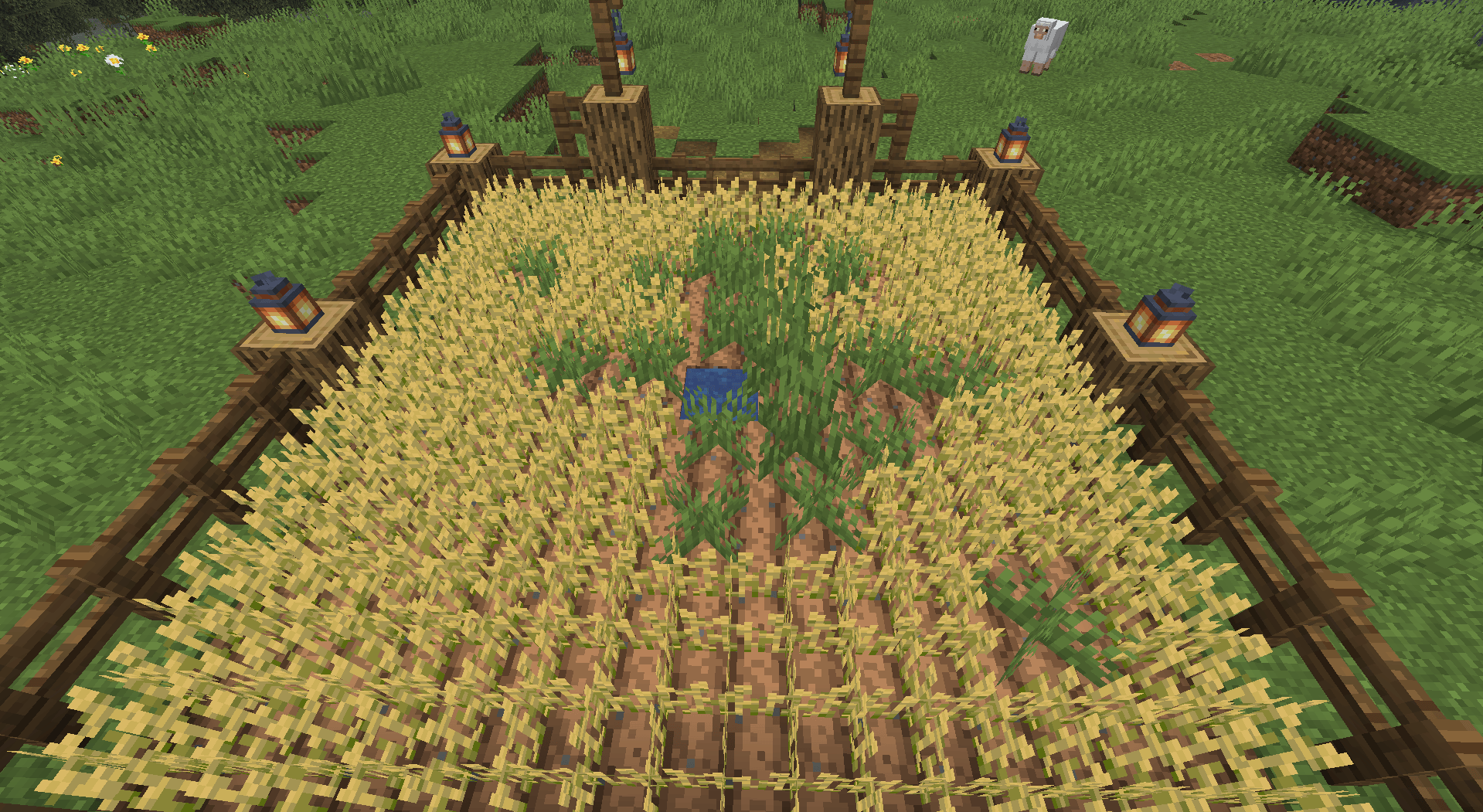 A small, 9x9 farm full of wheat. It is surrounded by fences and oak logs, in a plains biome, with a swamp in the top left barely visible. There is a sheep looking contemplative in the top right. The wheat farm has several wheat crops missing, instead replaced with grass and tall grass - They have become overrun by weeds!