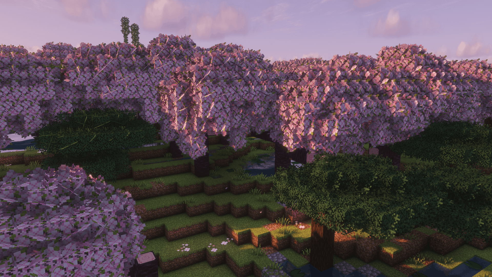 An image of a modified cherry grove biome, using a datapack. Has a lake and multiple pink cherry trees