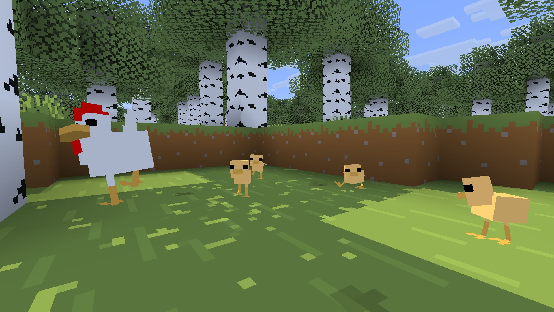 A temperate chicken in a birch forest followed by 4 yellow chicks