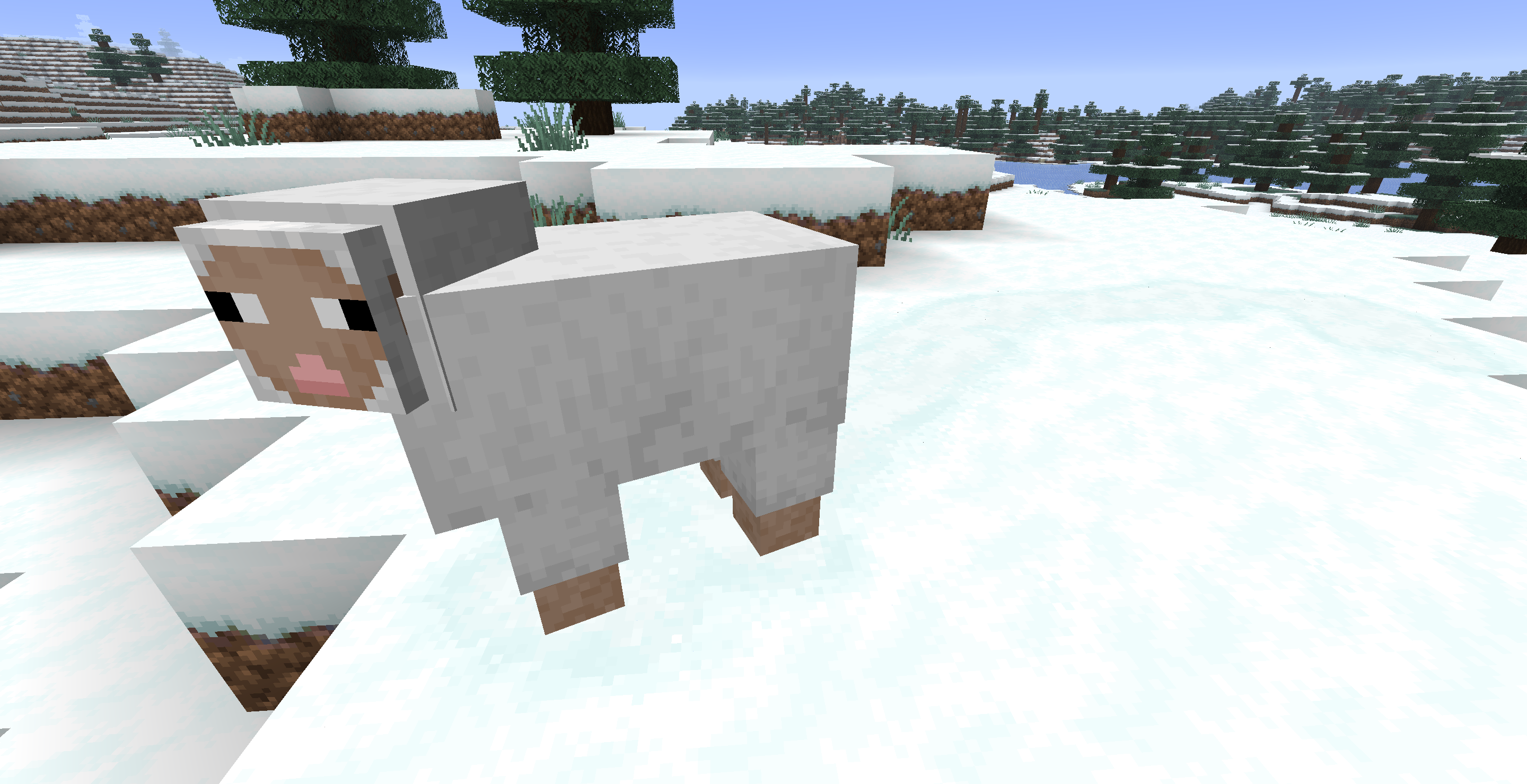 Sheep