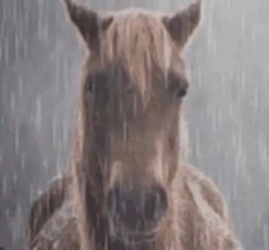 sad horse fella