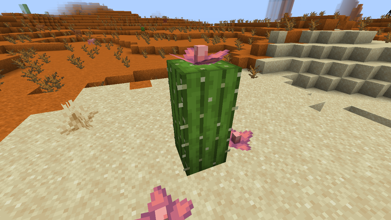 2 block cactus in a desert next to a mesa biome with a cactus flower grown on top with a few placed around it as well.