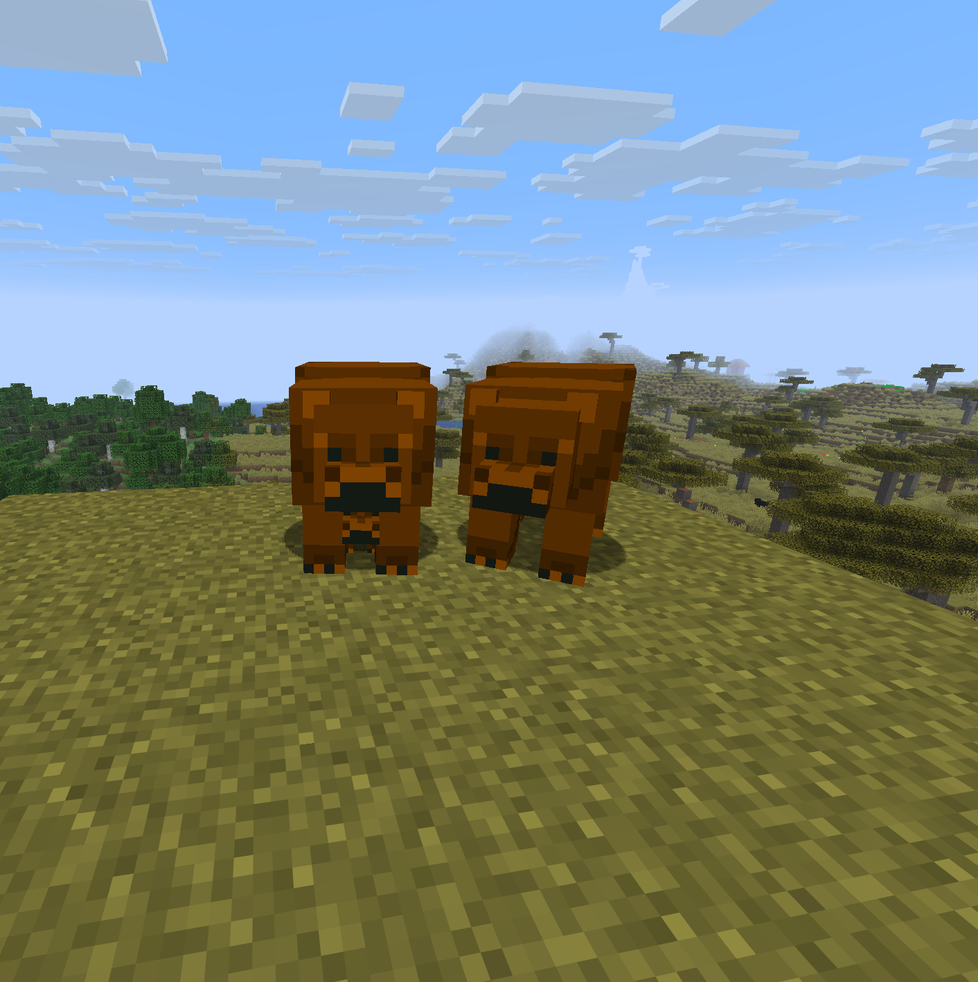 bears