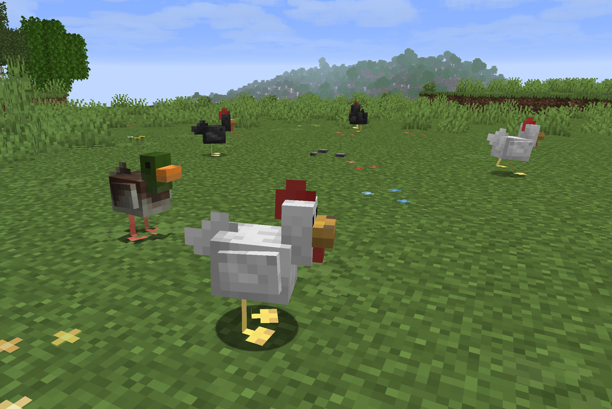 Freerange Chickens