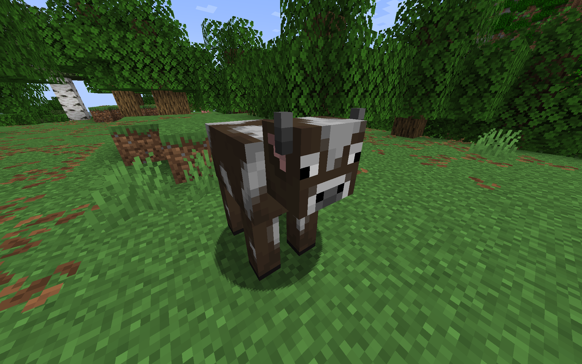 Cow with flat nose