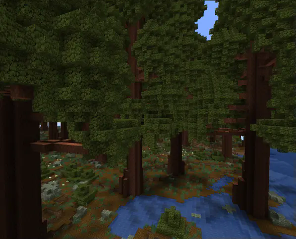 understory + view of forest floor