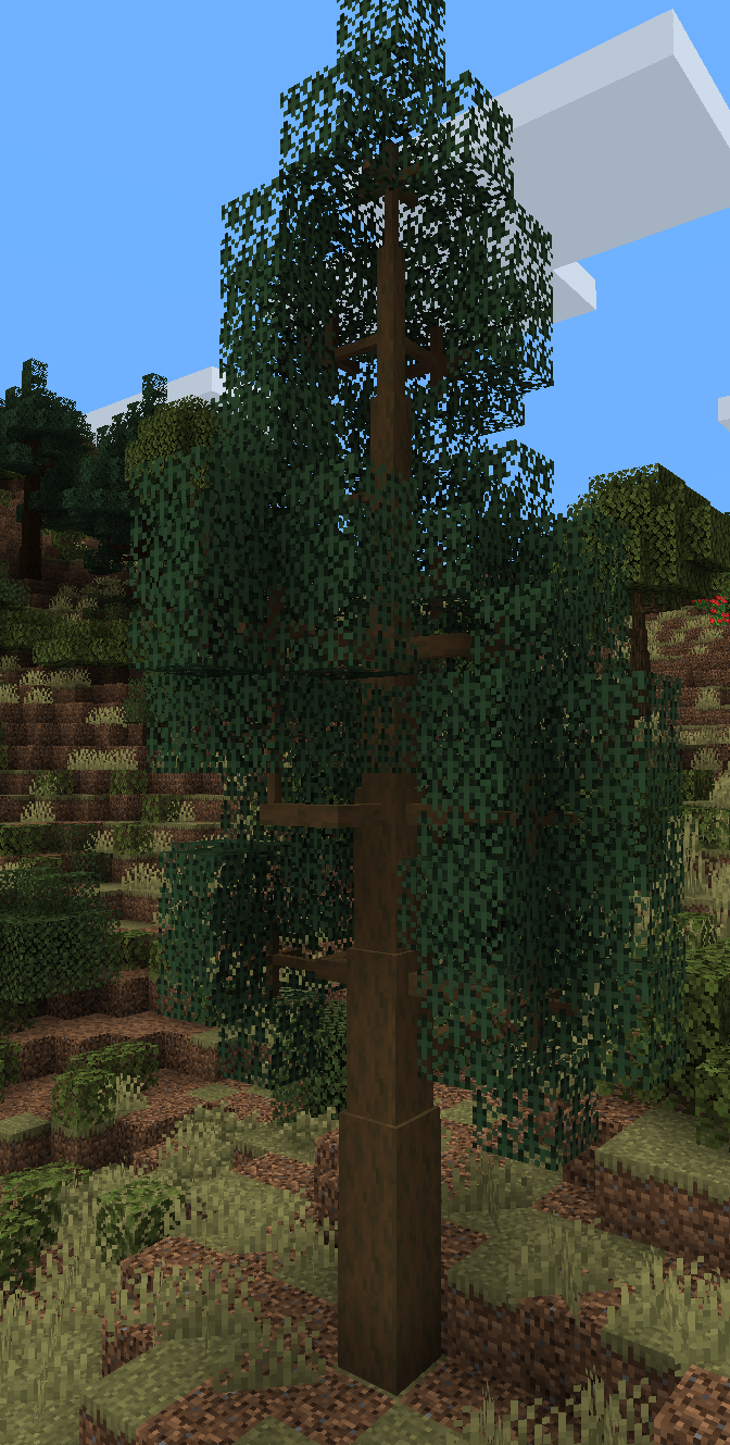 Or cypress if you prefer, I'm not a treeologist