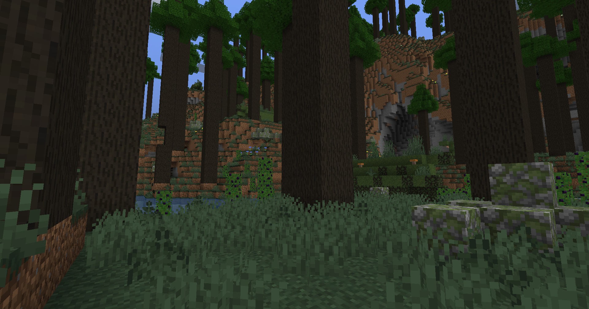 Picture of the ancient forest