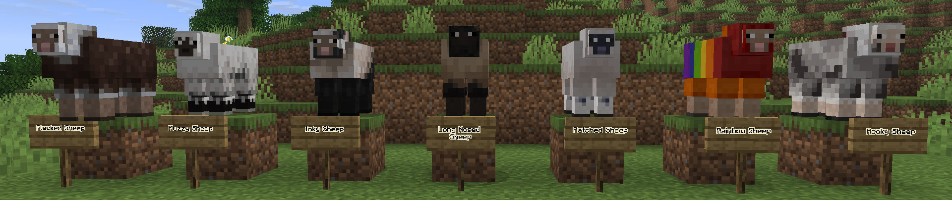 Sheep