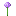 allium