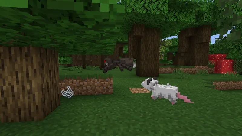 Opossum chasing a spider