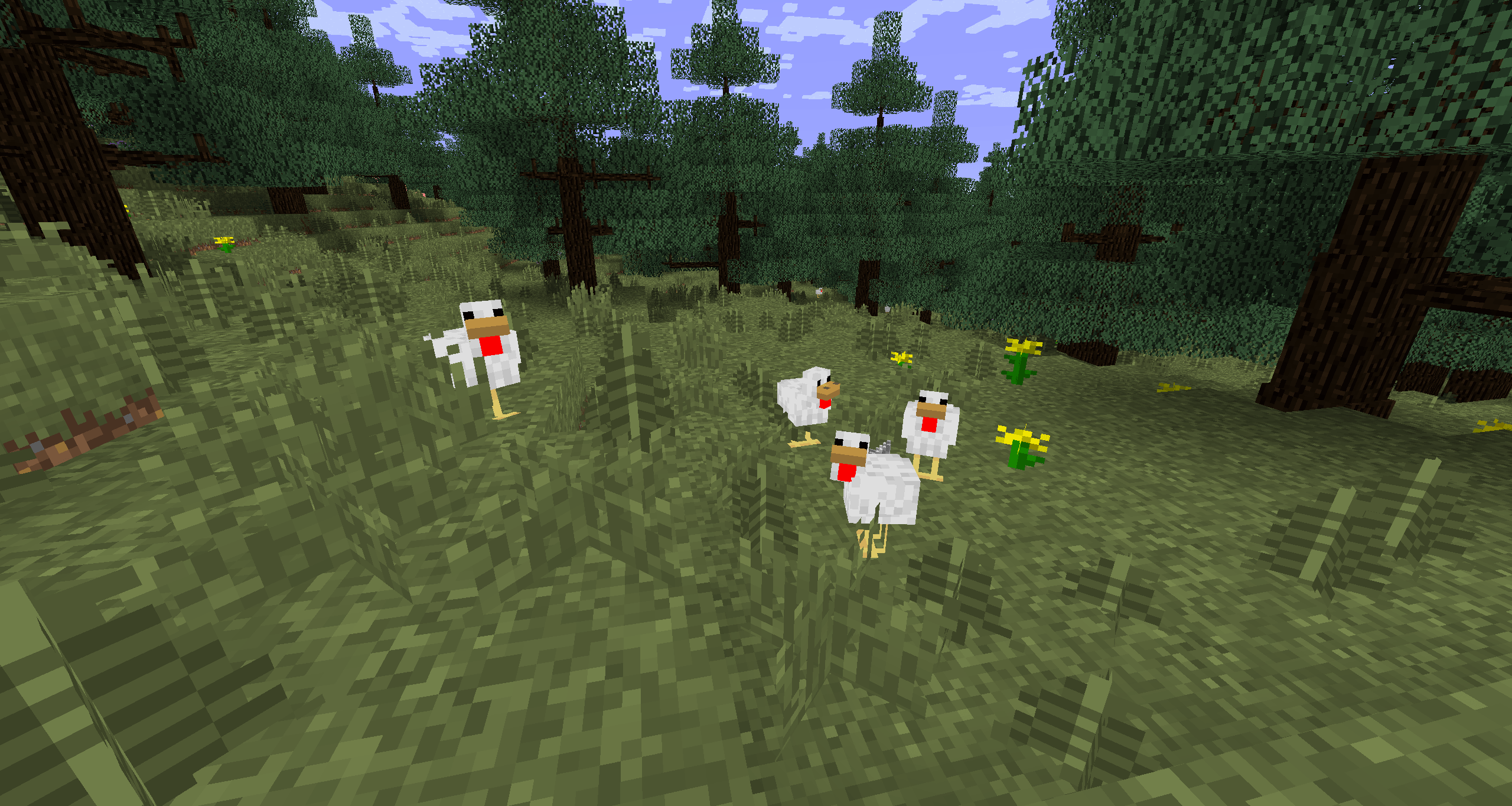chickens