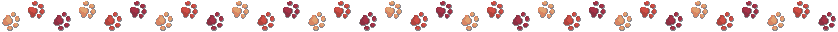 Decorative image of paw prints going in a line.