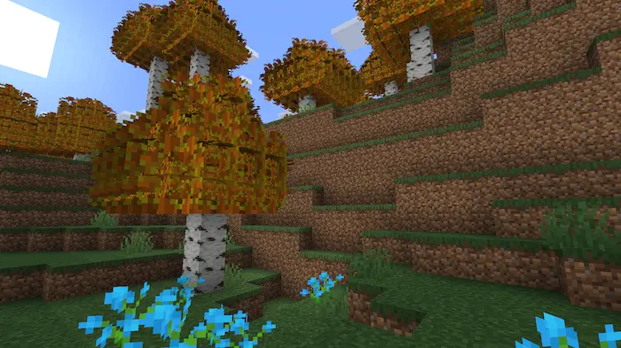 A birch forest hill.