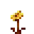 Golden Poppy
