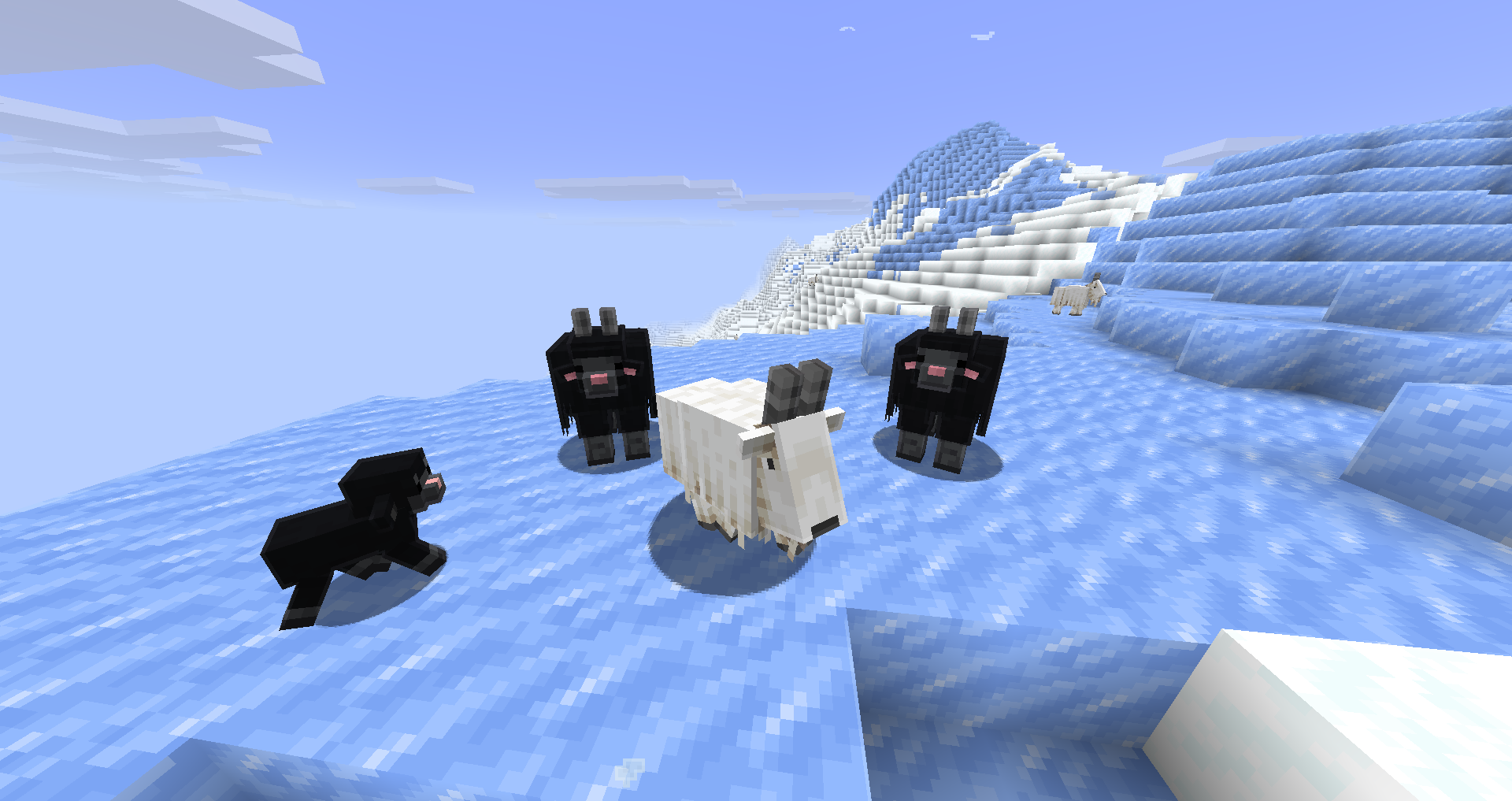 A goat with some sheep at the top of some frozen peaks