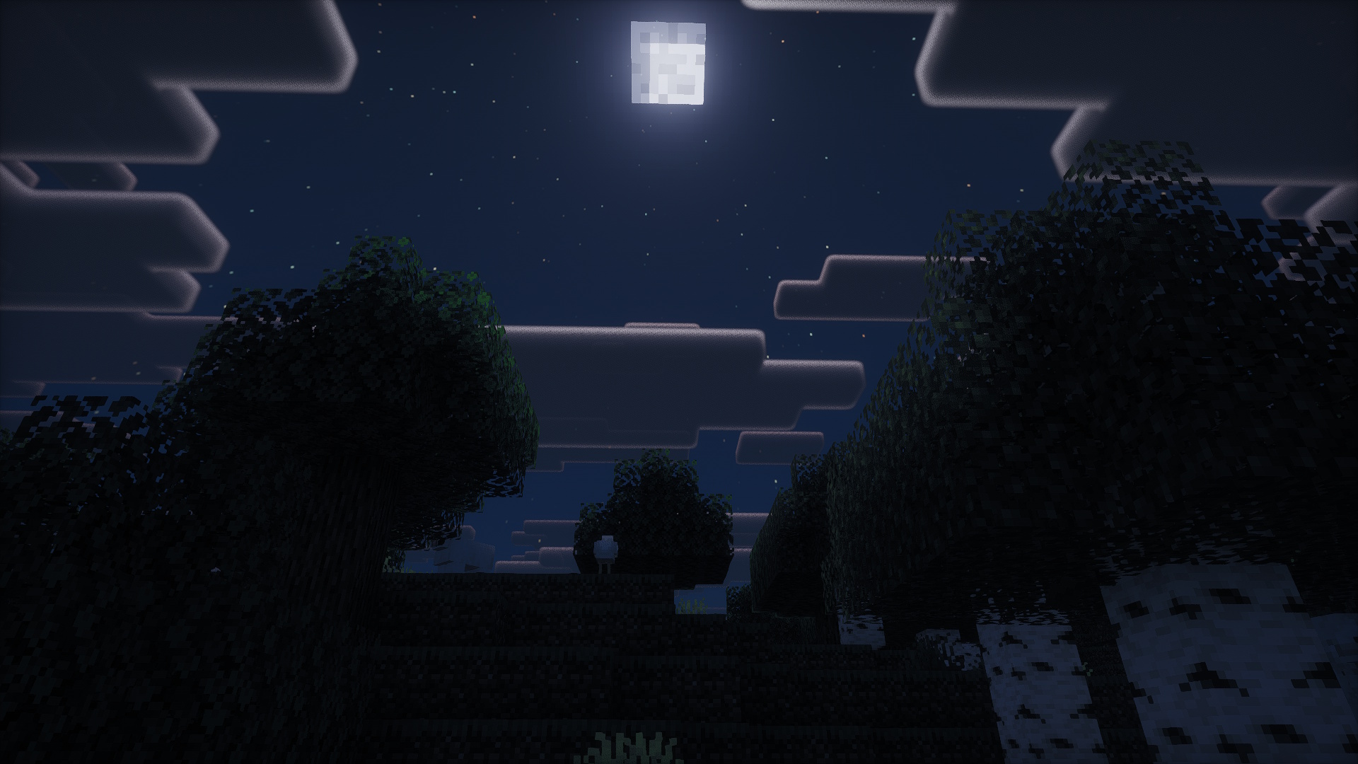 Forest Night