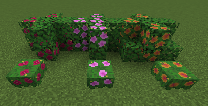 Hibiscus