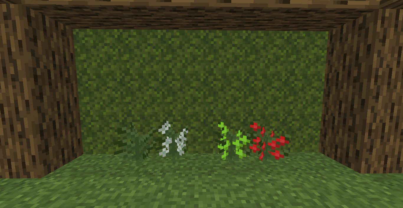 Coffee Plants