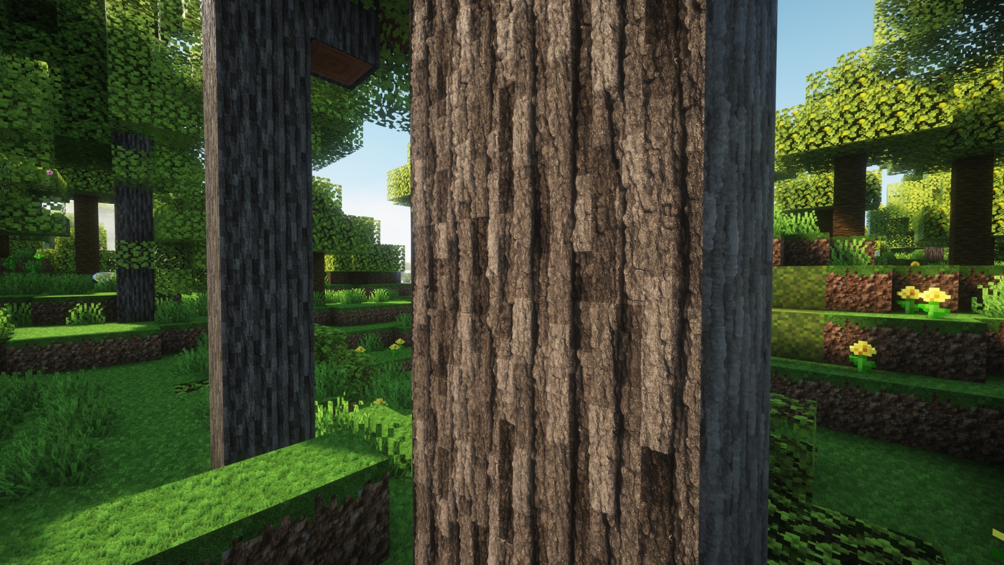 A forest with an acacia log