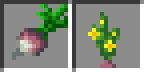 Turnips