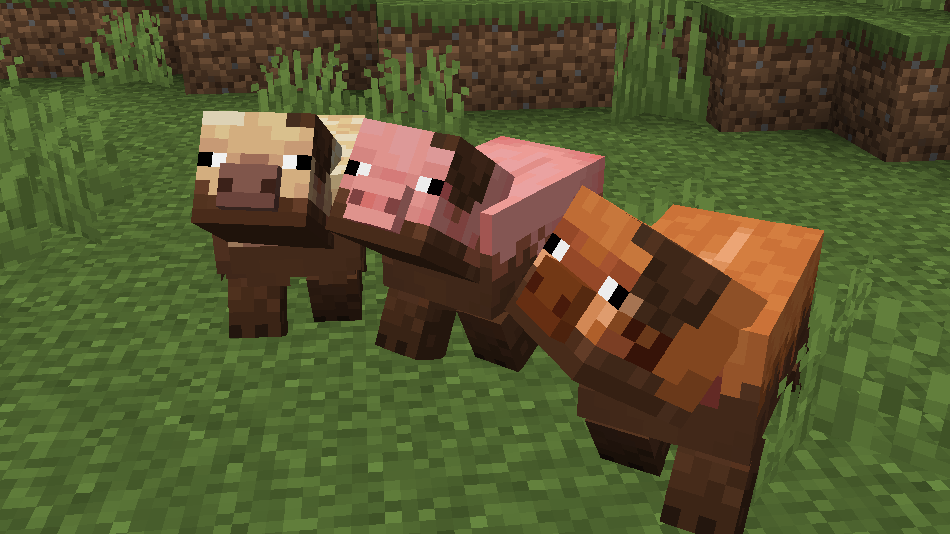 all three muddy pig variants in a field together