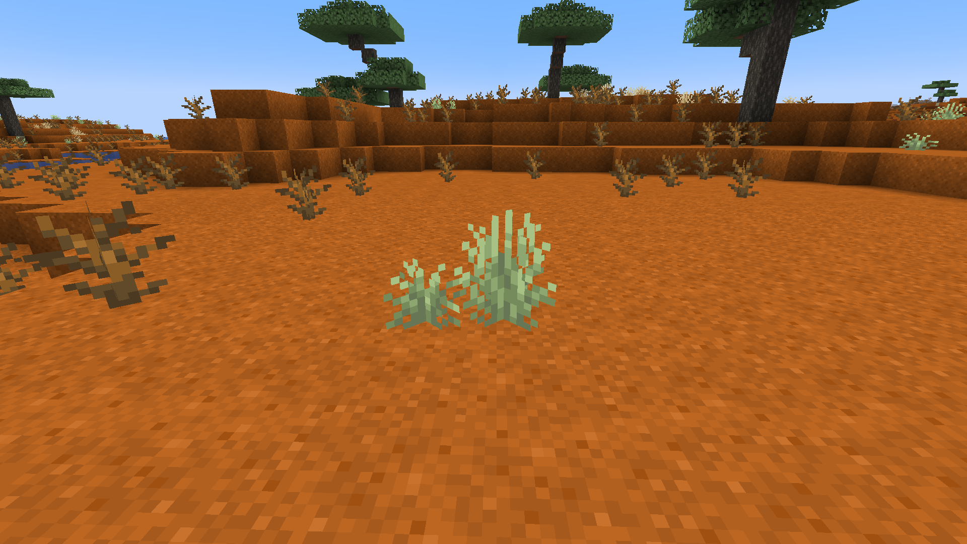 Dried Vegetation