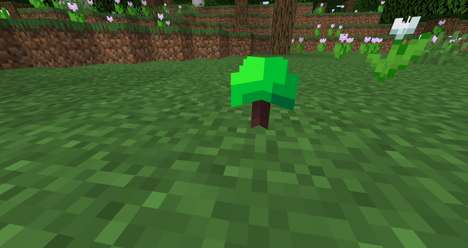 Lifeshroom