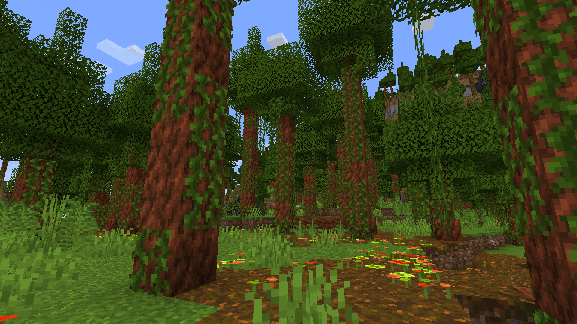 Looking into a Cedar forest